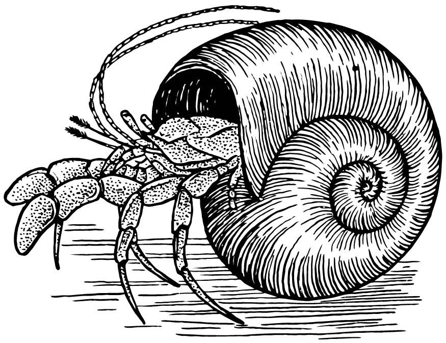 Malvorlage  einsiedlerkrebs