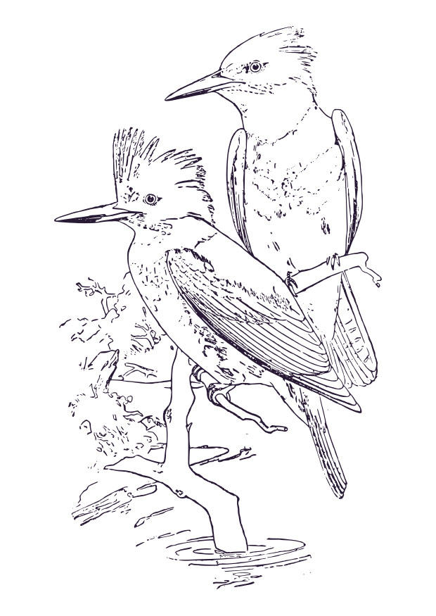 Malvorlage  eisvogel