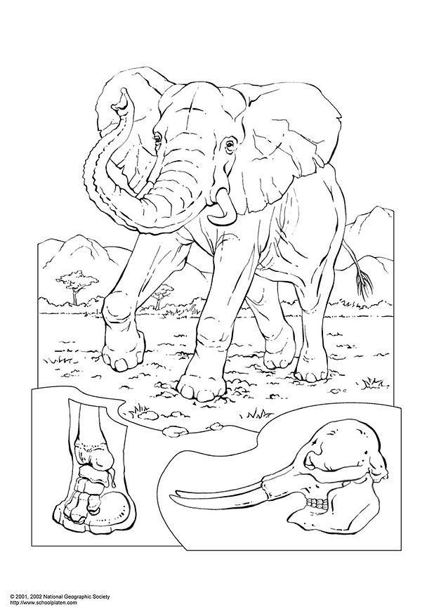 Malvorlage  elefant