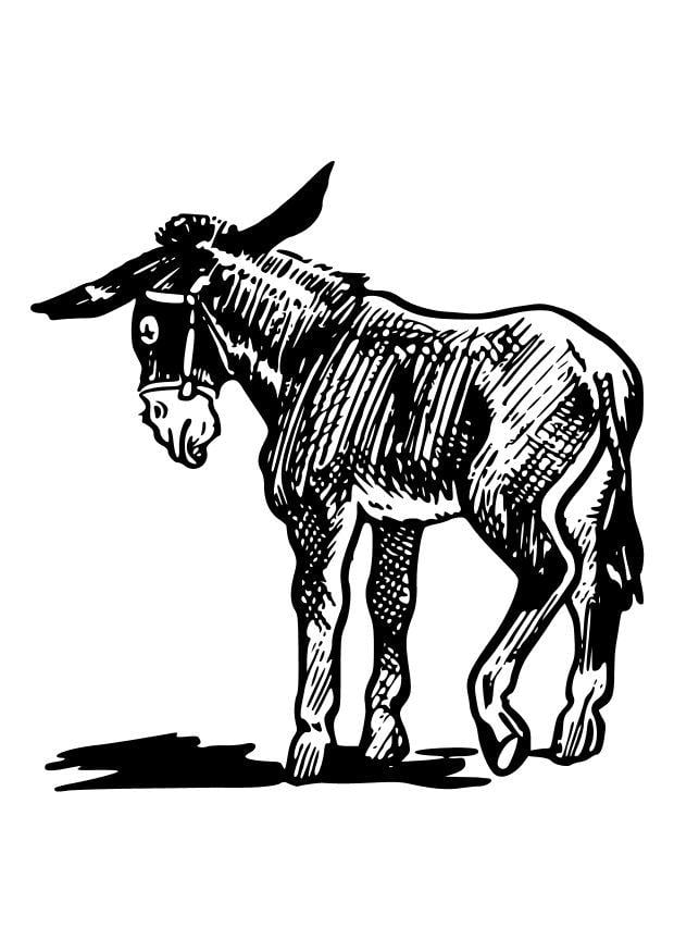 Malvorlage  esel