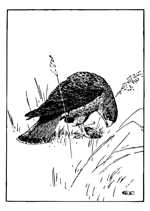 Malvorlage  falke