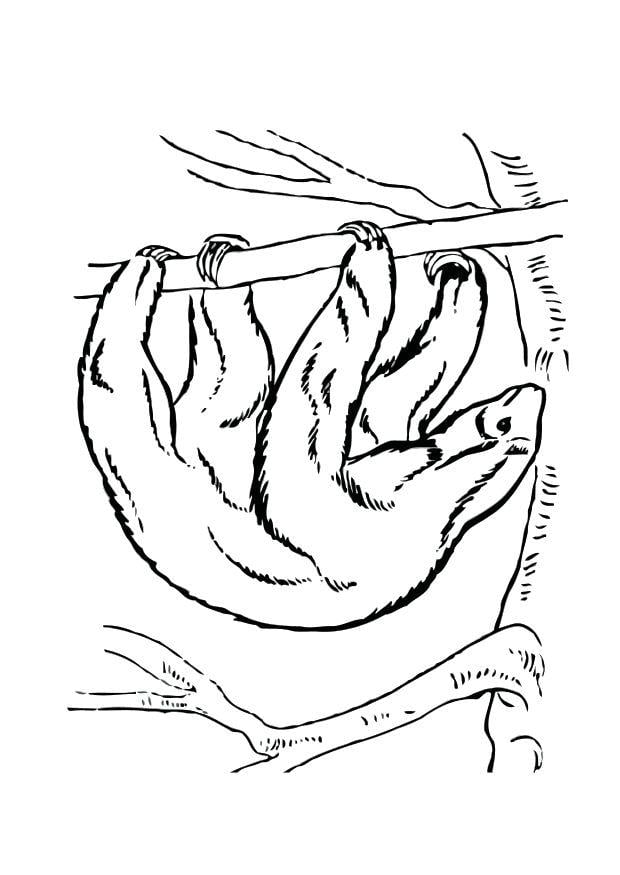 Malvorlage  faultier