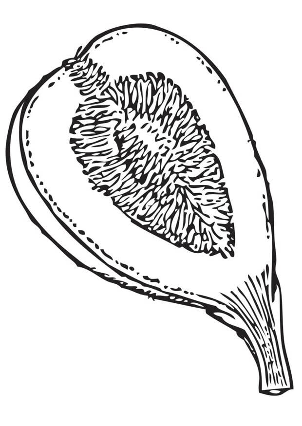 Malvorlage  feige