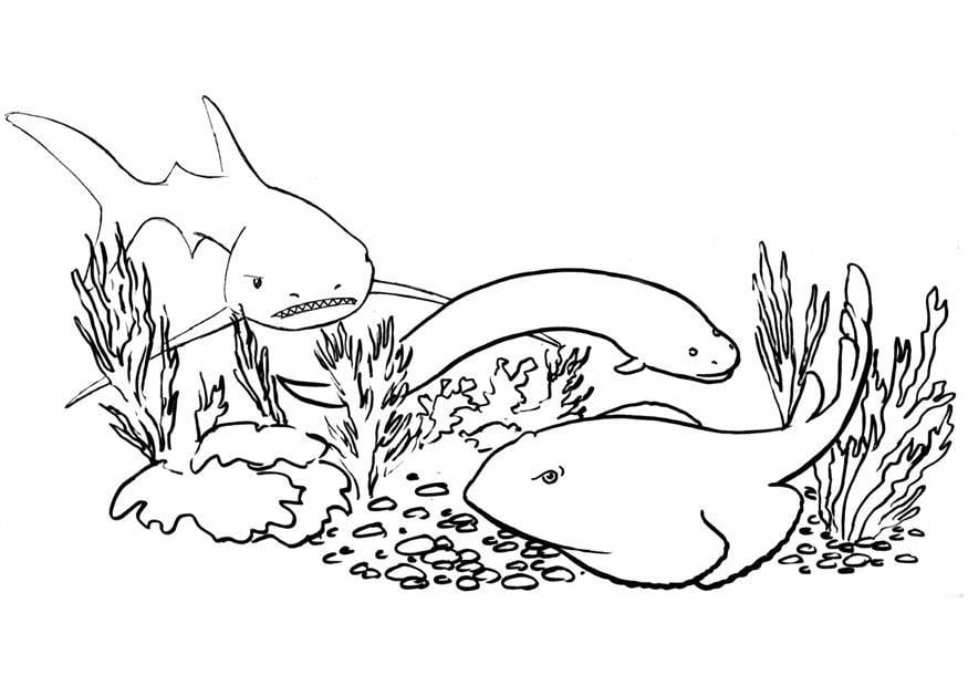 Malvorlage  fische - hai