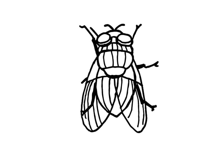 Malvorlage  fliege