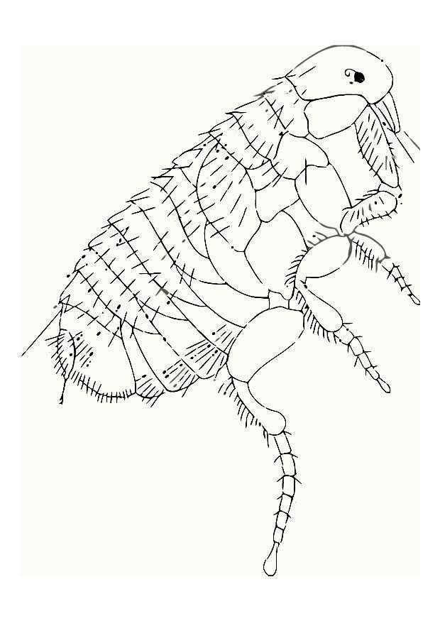 Malvorlage  floh