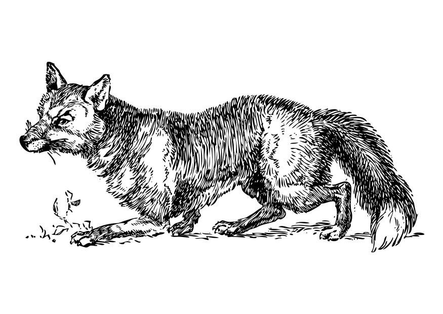 Malvorlage  fuchs