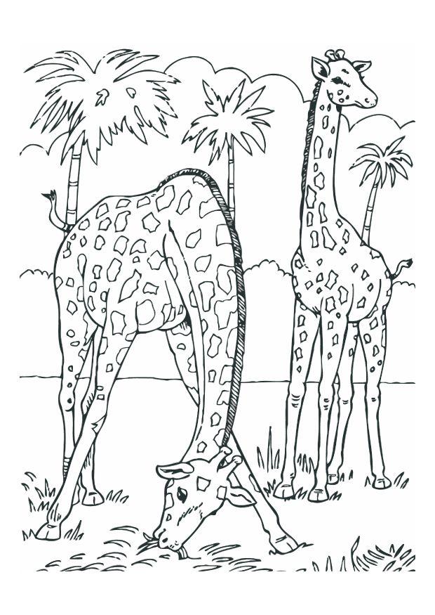 Malvorlage  giraffen
