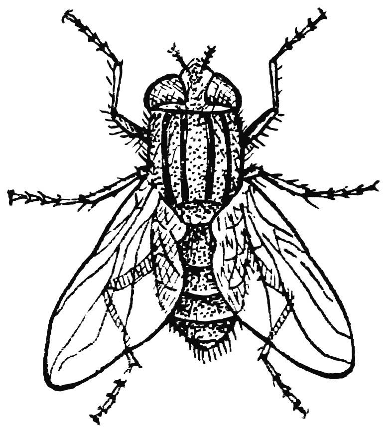 Malvorlage  hausfliege