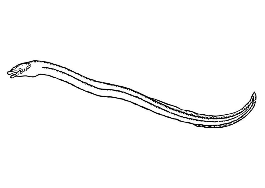 Malvorlage  hering