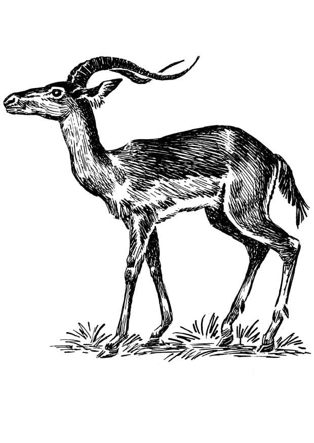 Malvorlage  impala