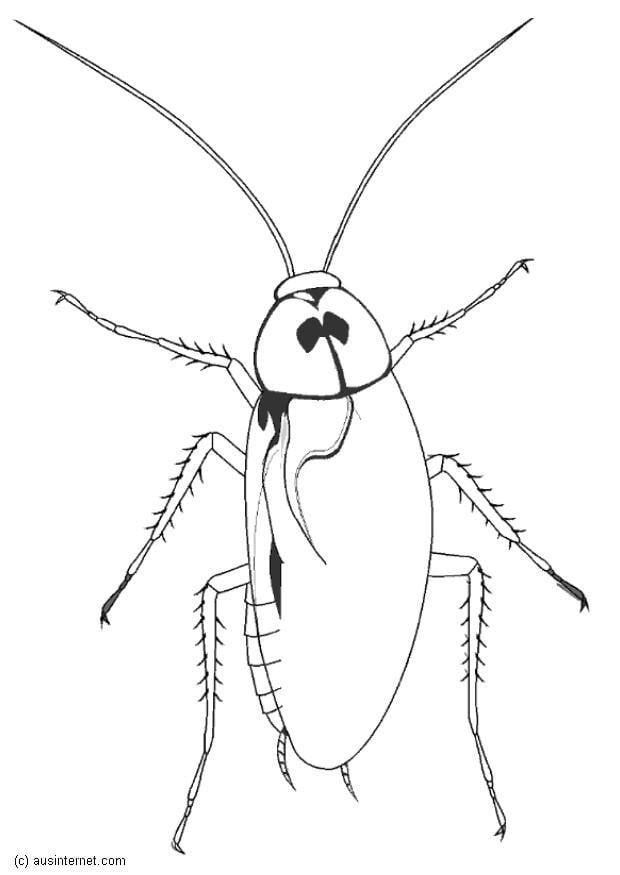 Malvorlage  kakerlak