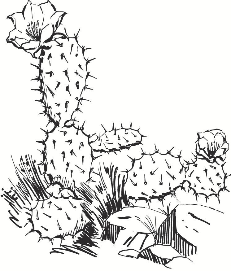 Malvorlage  kaktus