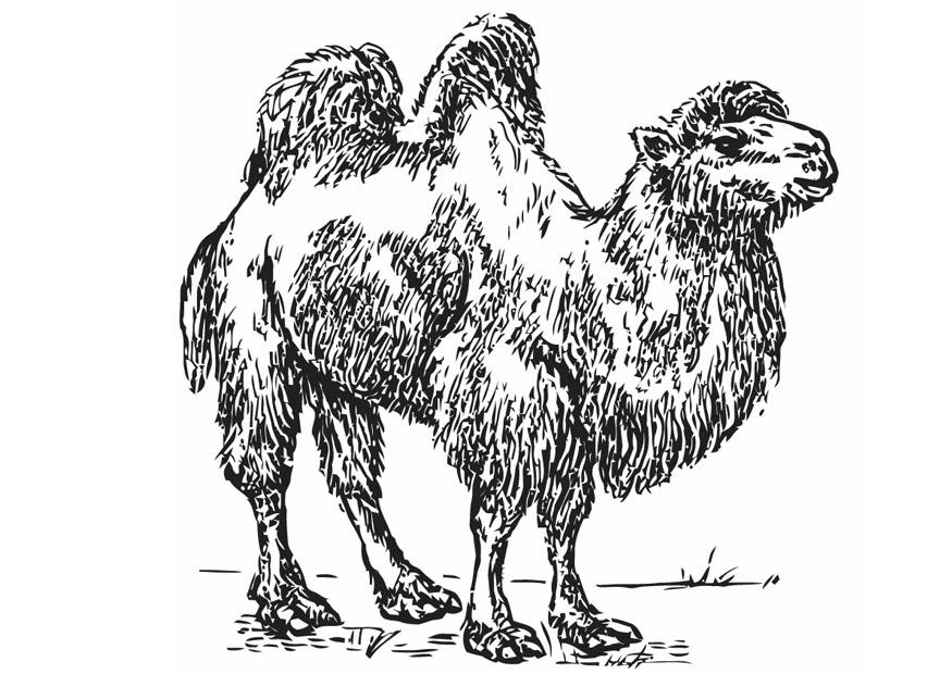 Malvorlage  kamel