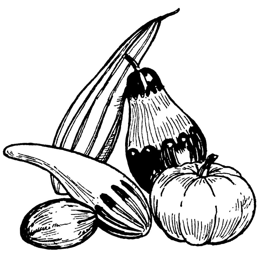Malvorlage  kA¼rbisse