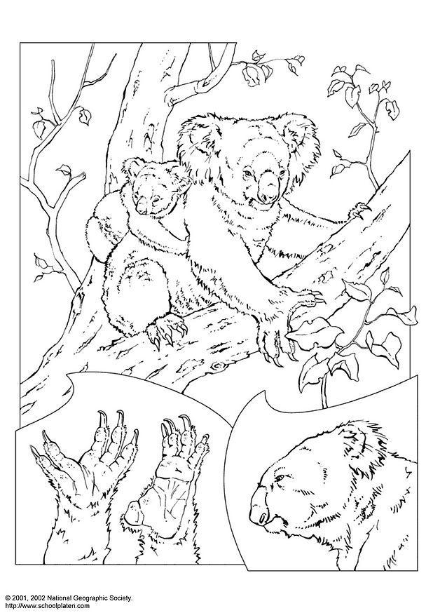 Malvorlage  koala
