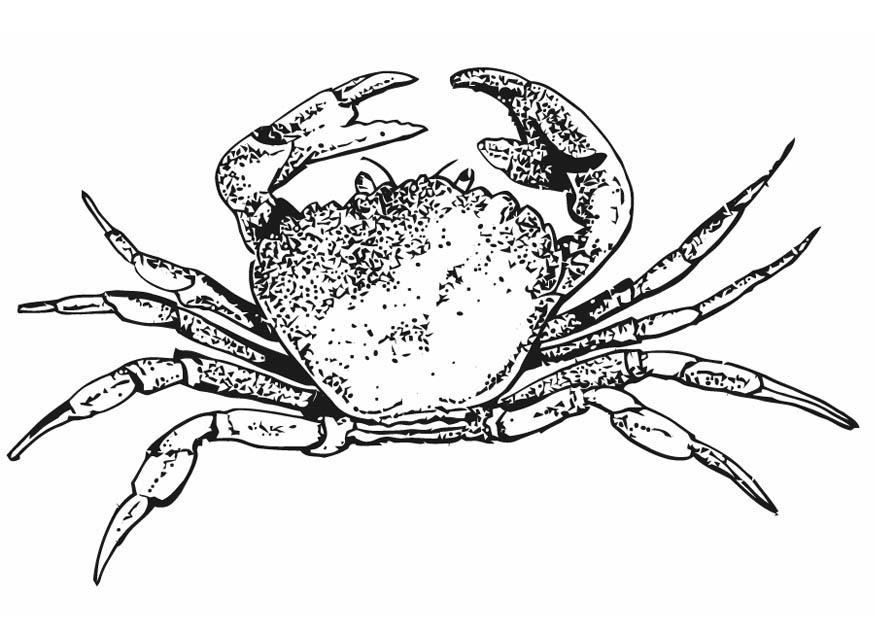 Malvorlage  krabbe