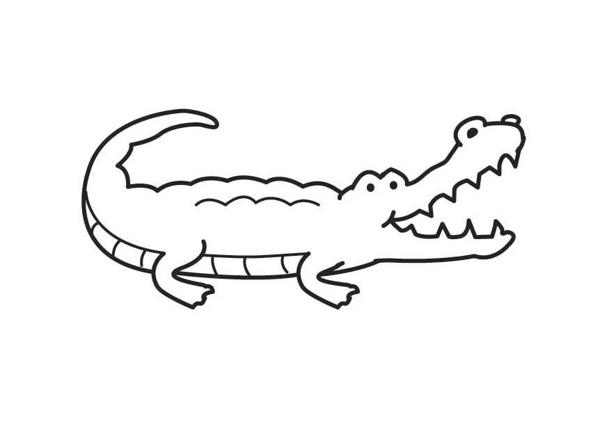 Malvorlage  krokodil