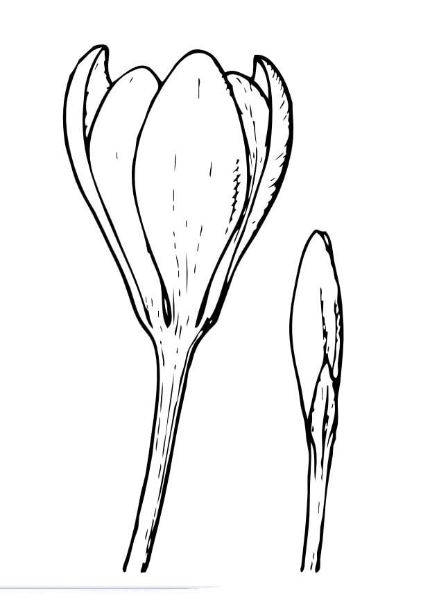 Malvorlage  krokus