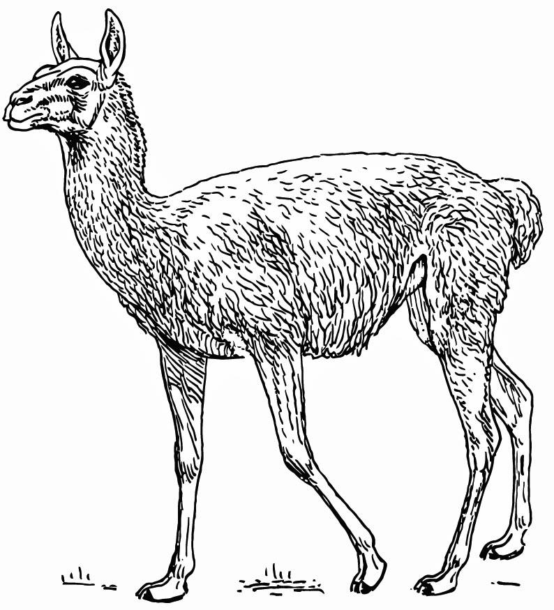 Malvorlage  lama