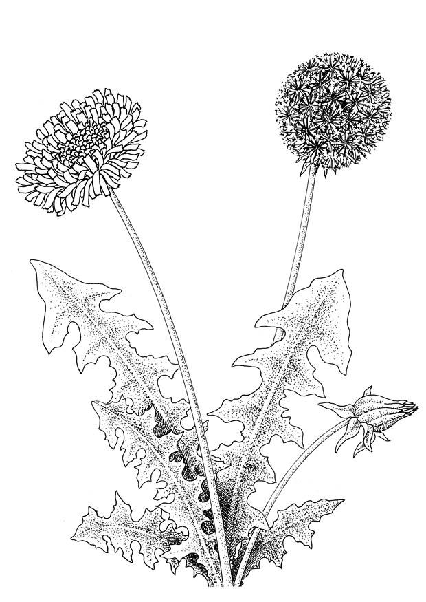 Malvorlage  lA¶wenzahn