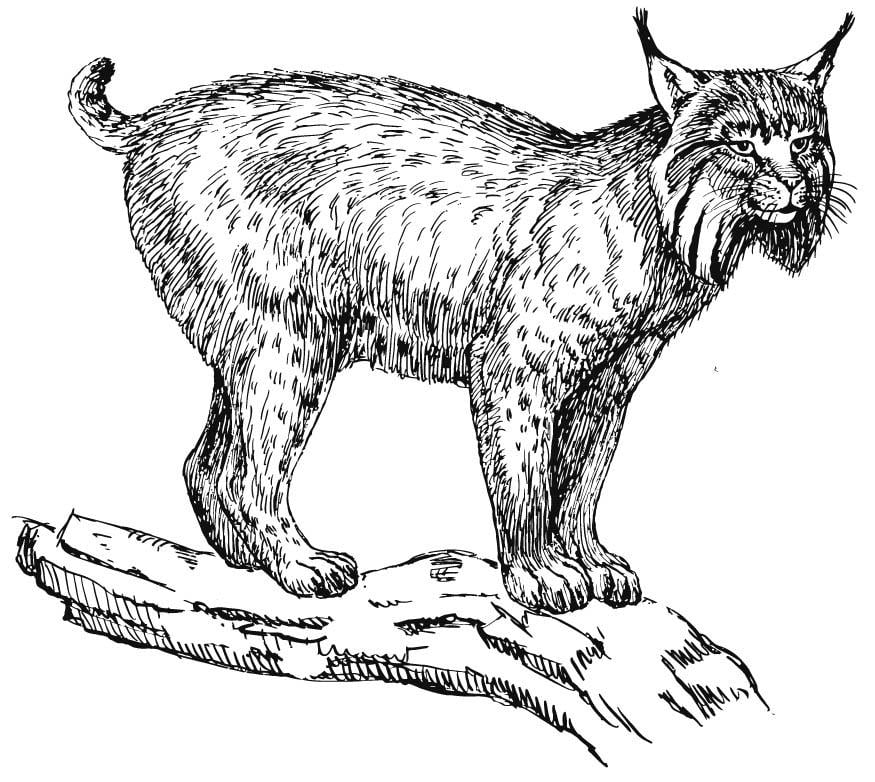 Malvorlage  luchs