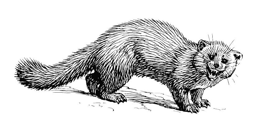 Malvorlage  marder