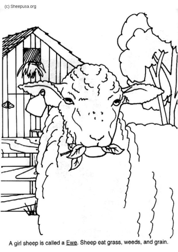 Malvorlage  mutterschaf