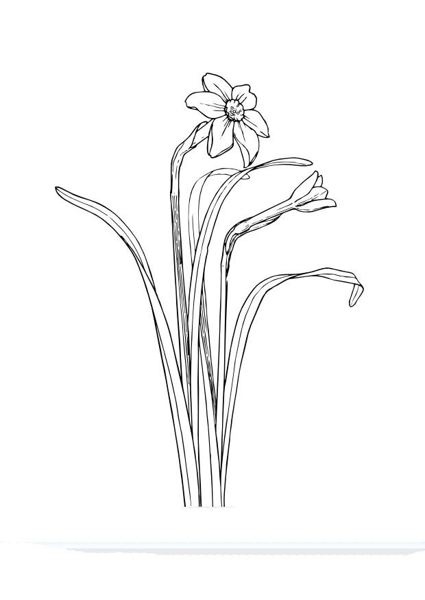 Malvorlage  narzissen