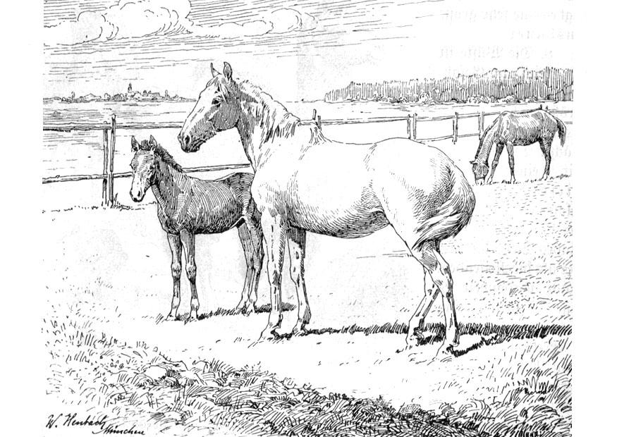 Malvorlage  pferd mit fohlen