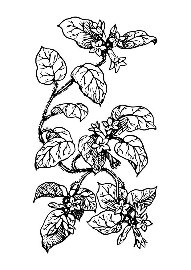Malvorlage  pflanze