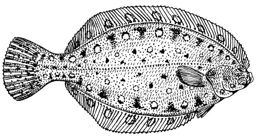 Malvorlage  plattfisch