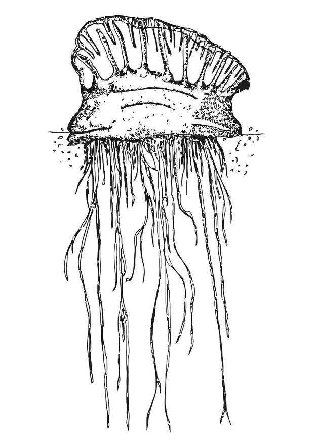 Malvorlage  qualle