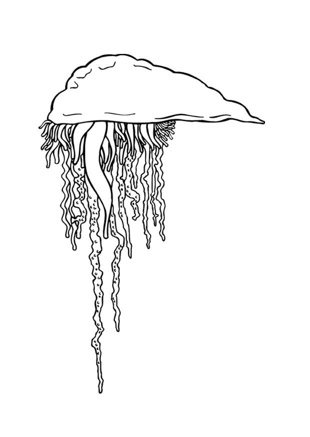 Malvorlage  qualle