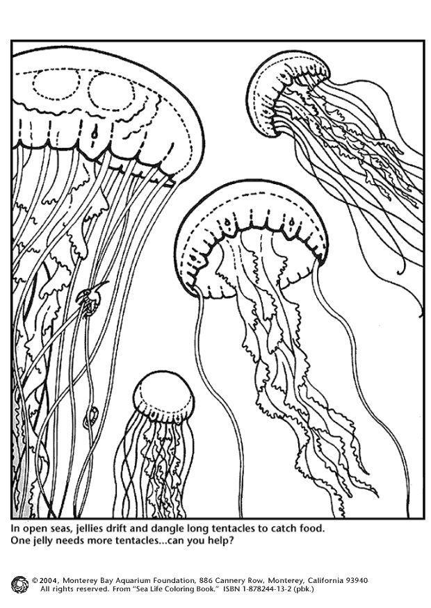 Malvorlage  quallen