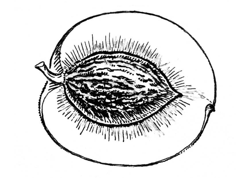 Malvorlage  querschnitt pfirsisch
