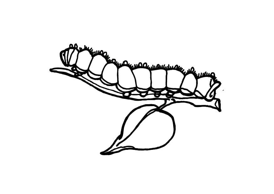 Malvorlage  raupe