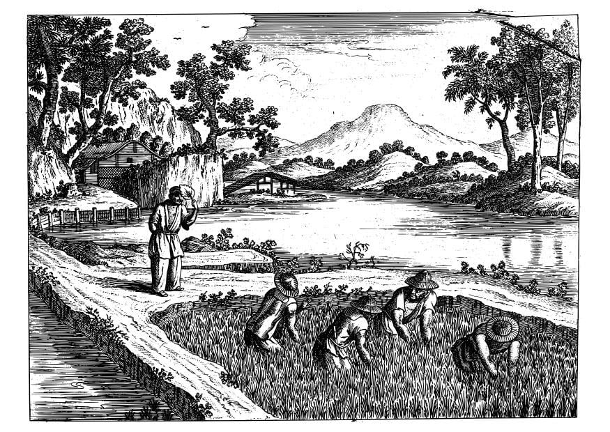Malvorlage  reisfeld