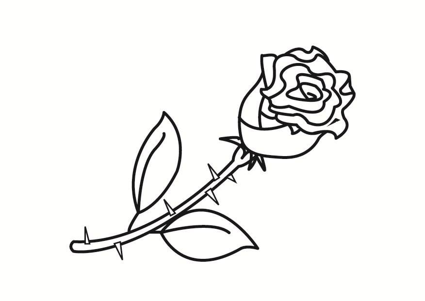 Malvorlage  rose