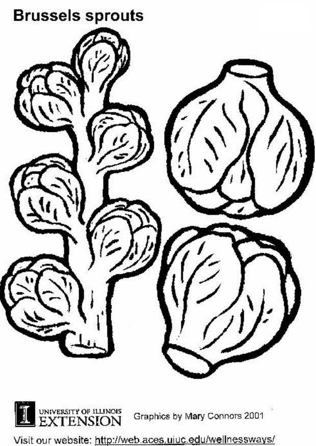 Malvorlage  rosenkohl