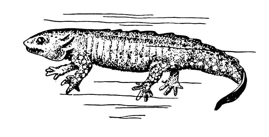 Malvorlage  salamander