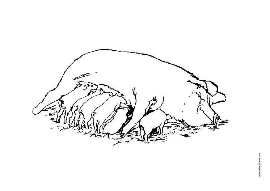 Malvorlage  sau