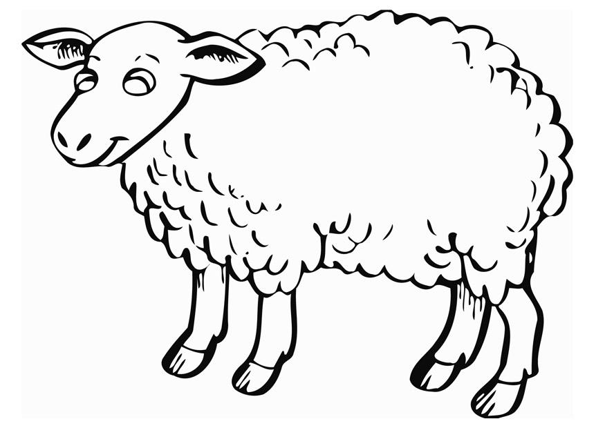 Malvorlage  schaf