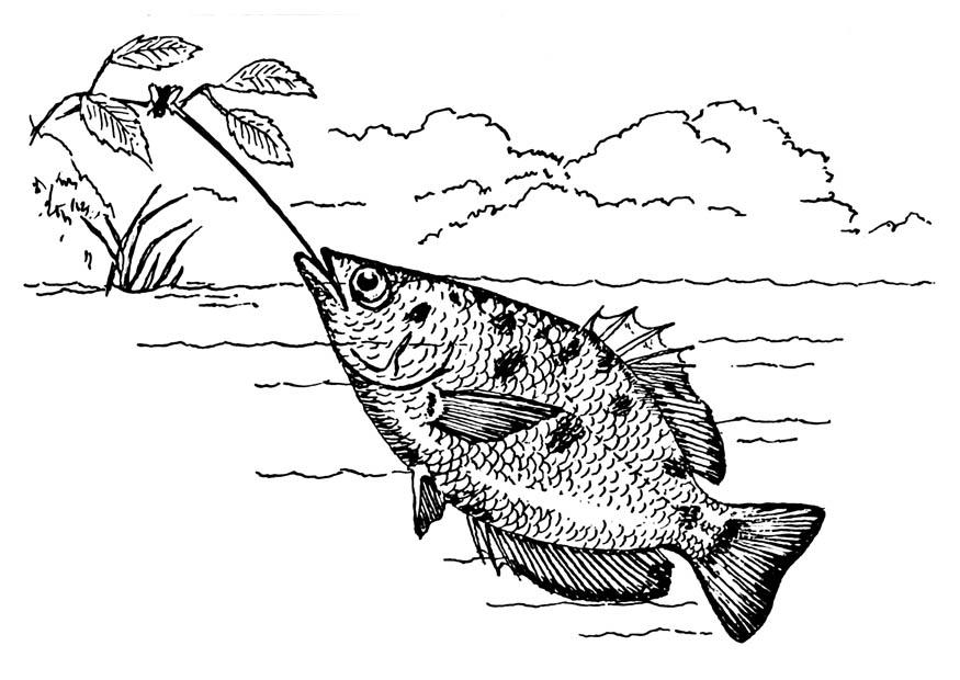 Malvorlage  schA¼tzenfisch