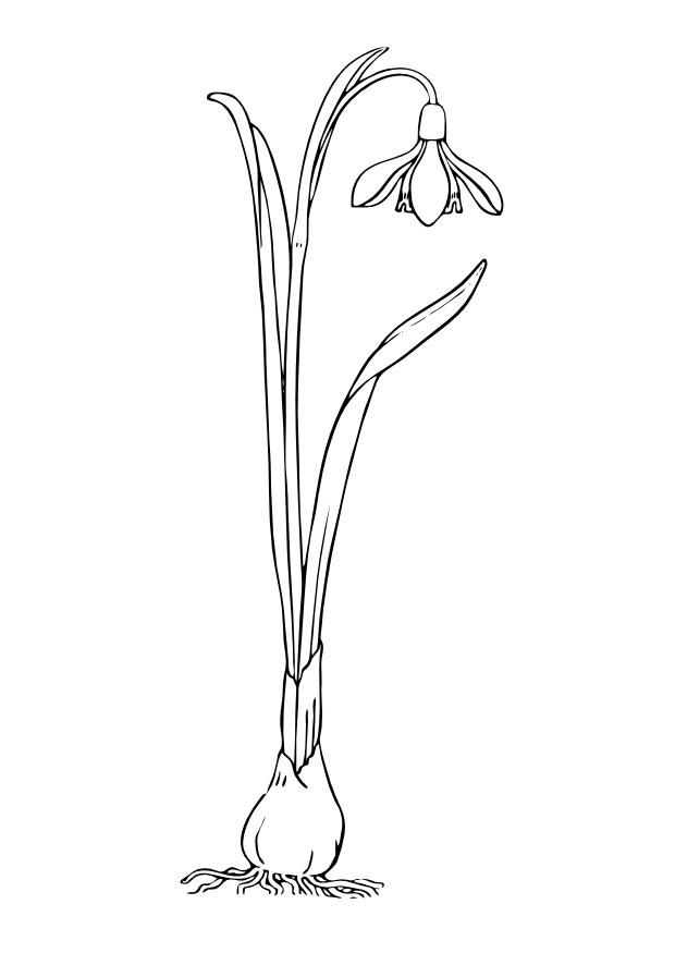 Malvorlage  schneeglA¶ckchen