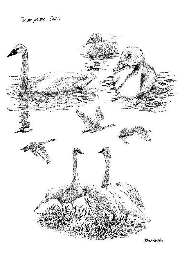 Malvorlage  schwA¤ne - schwan