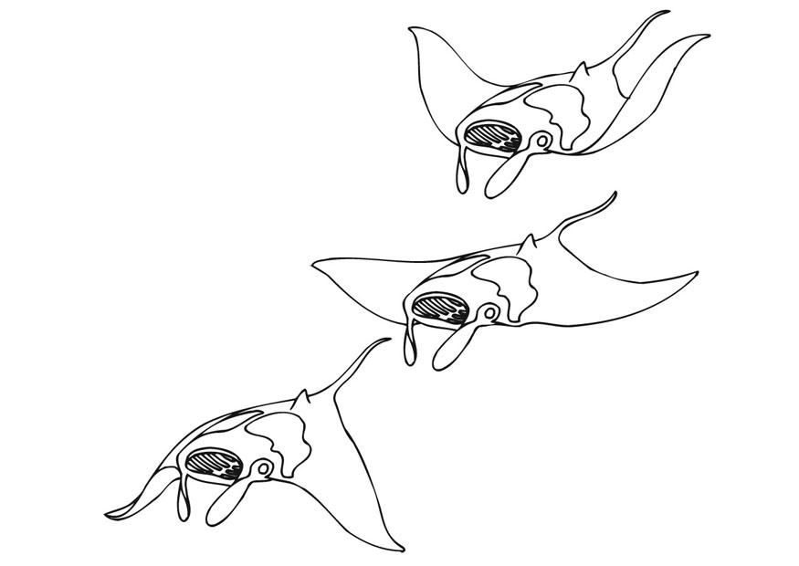Malvorlage  schwimmende rochen