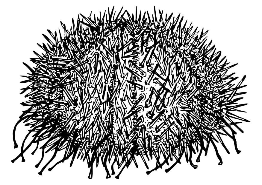 Malvorlage  seeigel