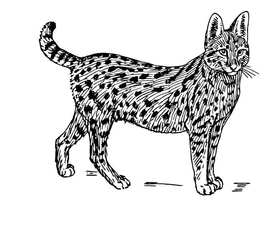Malvorlage  serval
