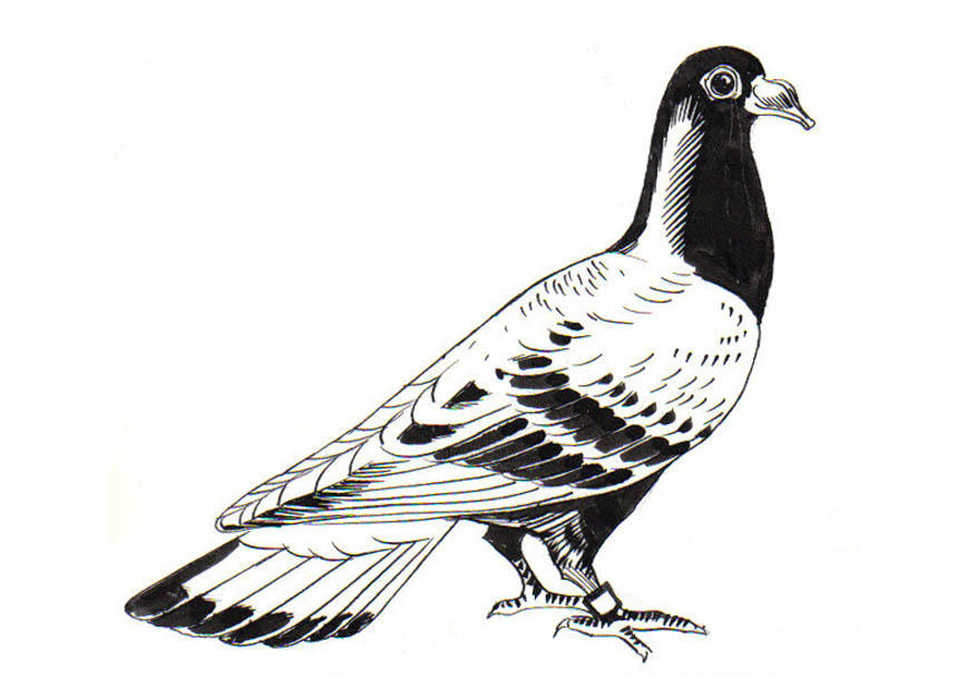 Malvorlage  taube - brieftaube
